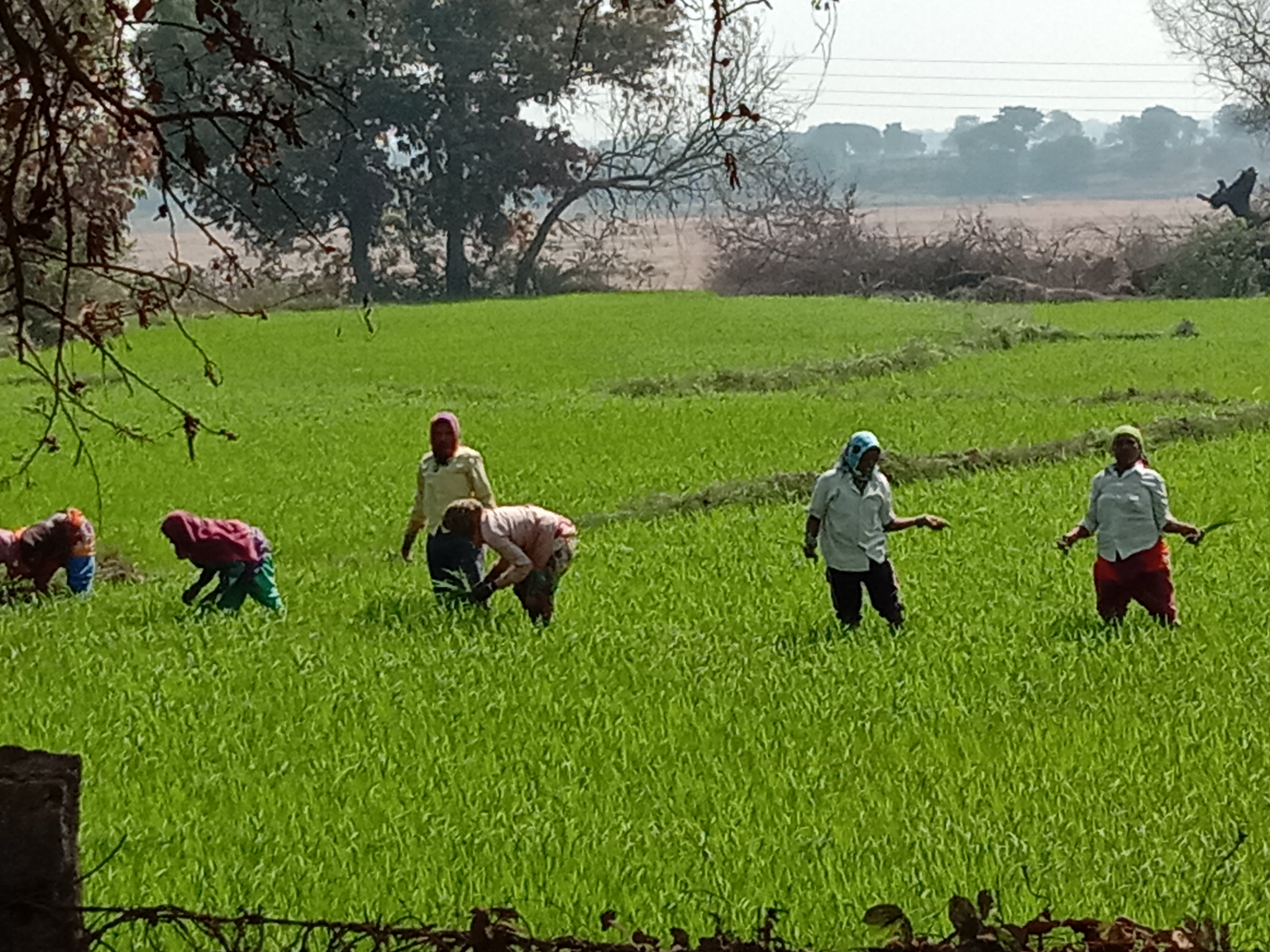 खेत में तैयार हो रही धान फसल की निंदाई कर रहे मजदूर। खेत में तैयार हो रही धान फसल की निंदाई कर रहे मजदूर।
