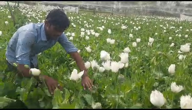 चित्तौड़गढ़ जिले में अफीम को फसल को देखते किसान। (फाइल फोटो) चित्तौड़गढ़ जिले में अफीम को फसल को देखते किसान। (फाइल फोटो)
