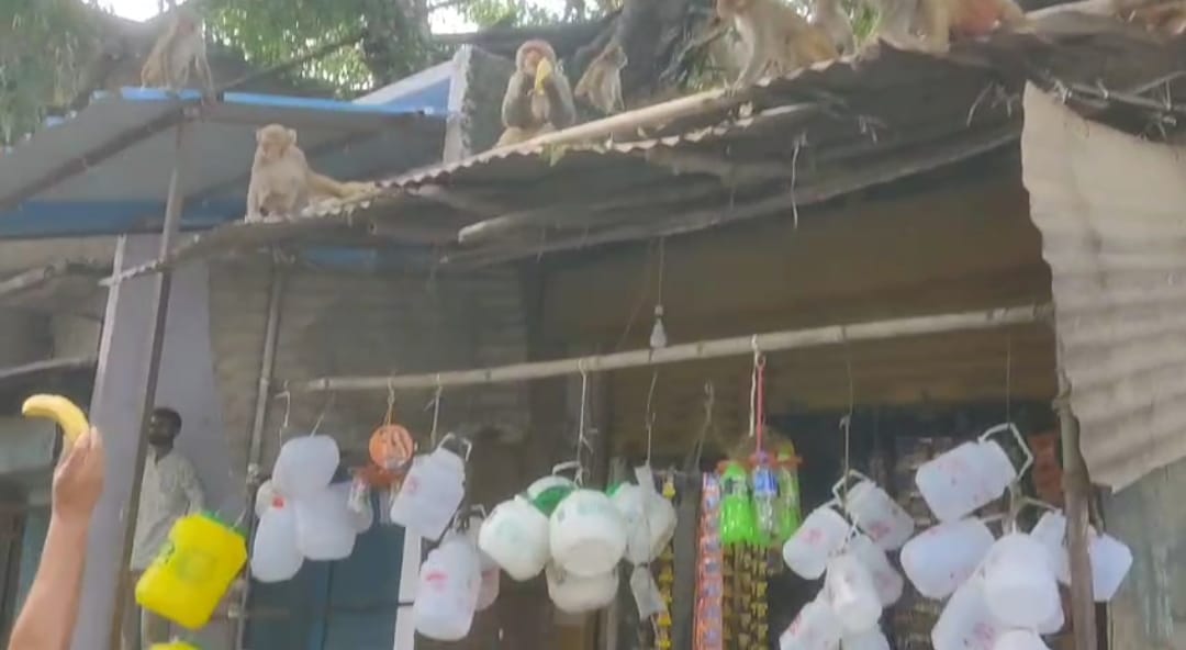 पेड़ से हुई रुपये की बारिश, लूटने के लिए उमड़ी भीड
