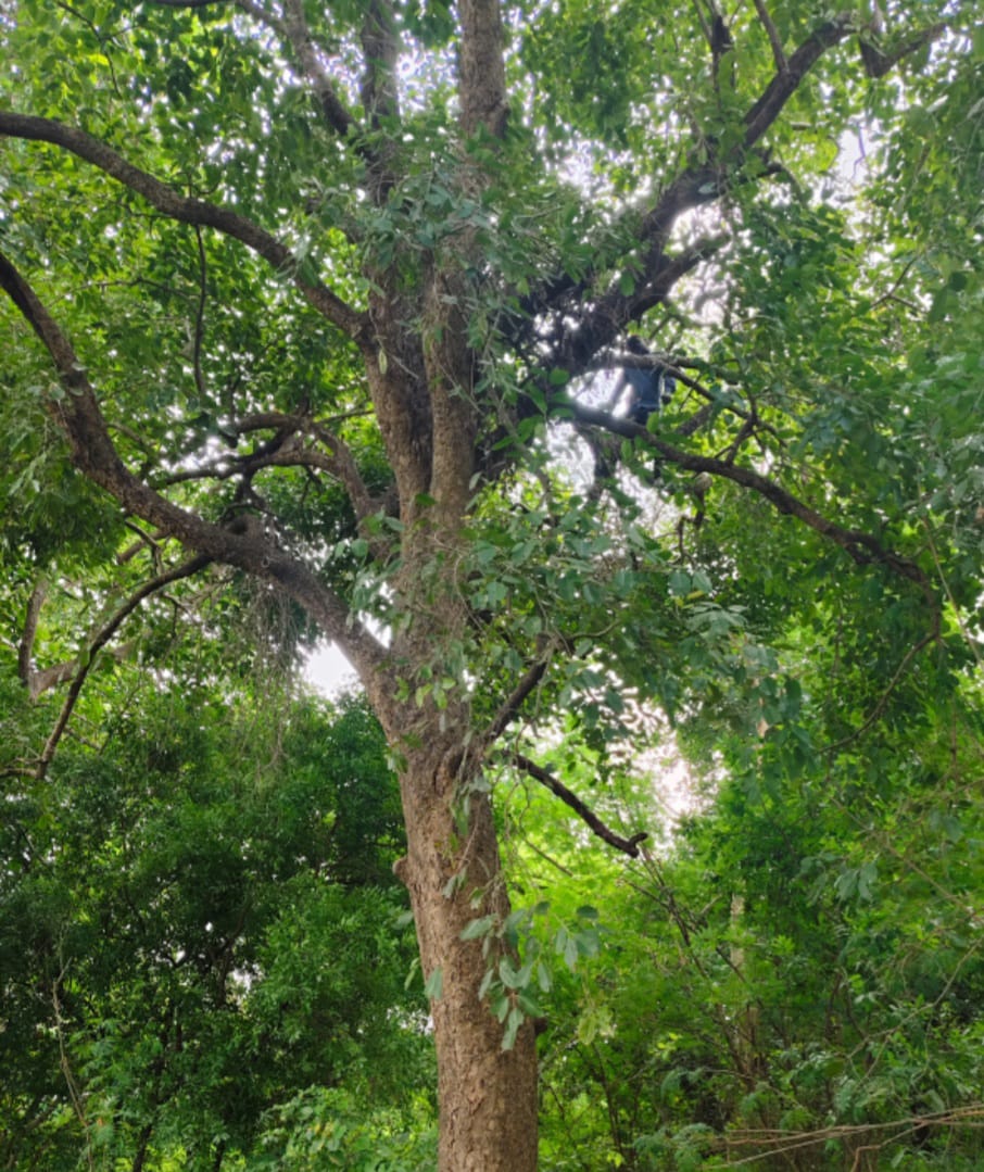 युवक का शव बाग में पेड़ पर लटका मिला,जांच शुरु