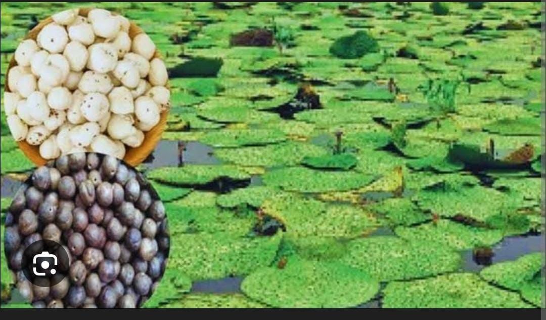 ग्राम राखी में मखाना की खेती व उत्पादित मखाना।