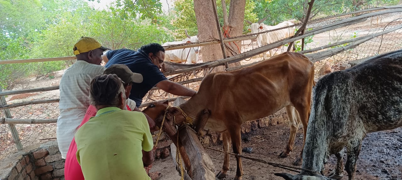 Vaccination prevent foot mouth disease