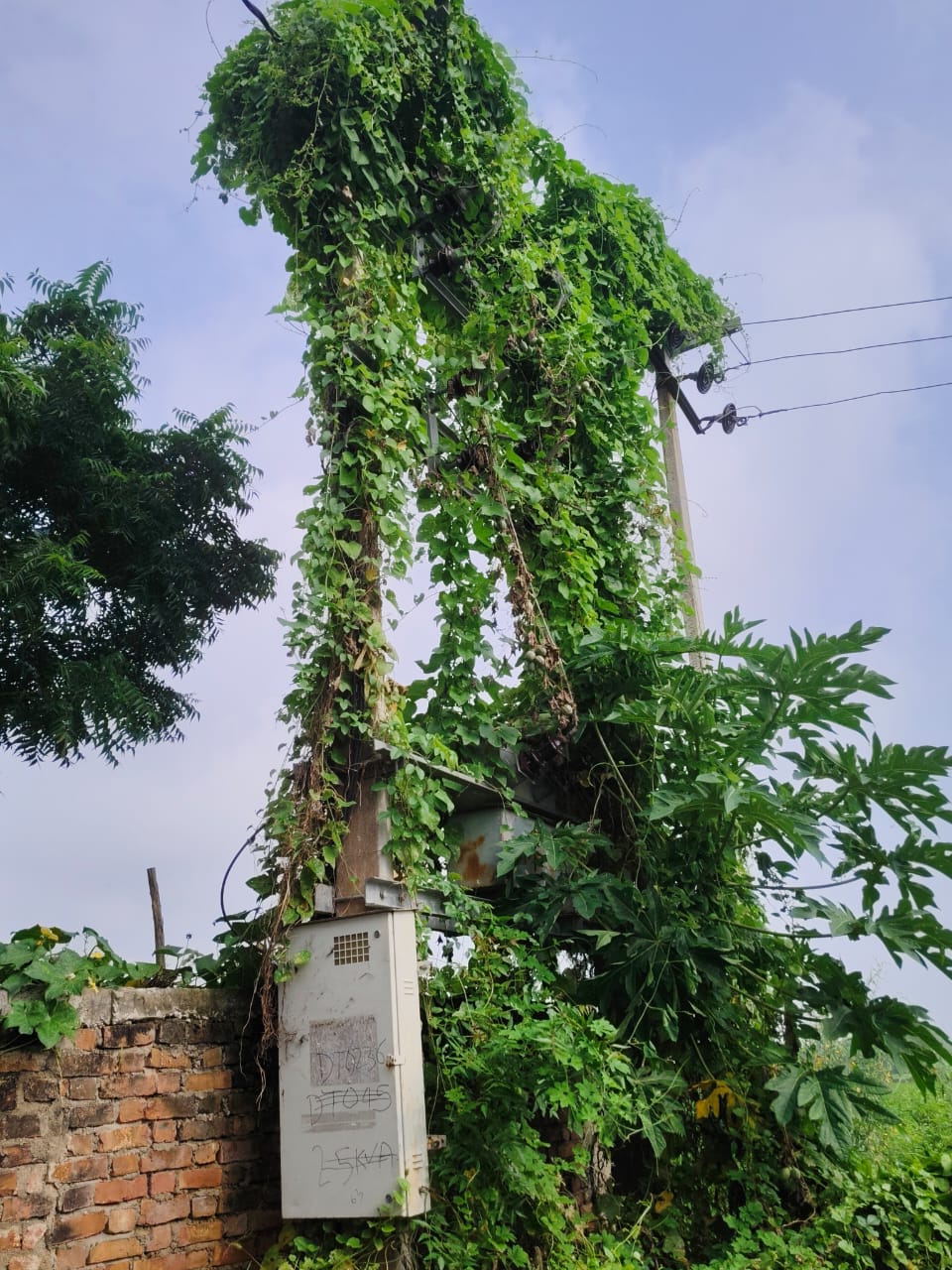 घास-फूस व बेलों से ढका निष्प्रयोज्य ट्रांसफार्मर