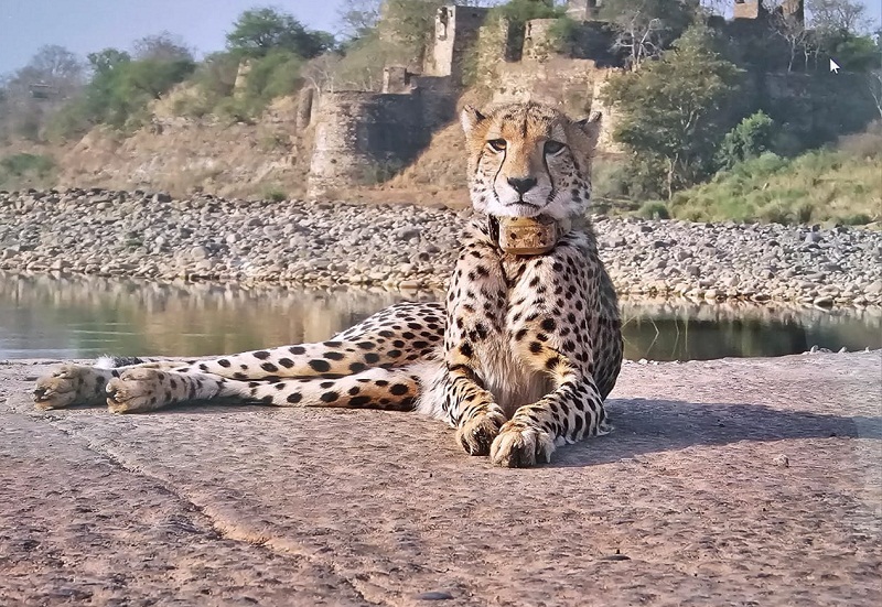 कूनो राष्ट्रीय उद्यान में आराम फरमाते चीते (फाइल फोटो)