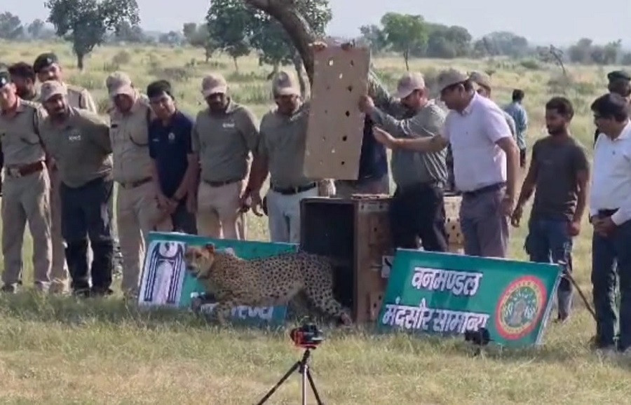 मप्रः गाँधी सागर अभयारण्य में मादा चीता धीरा को सफलतापूर्वक छोड़ा