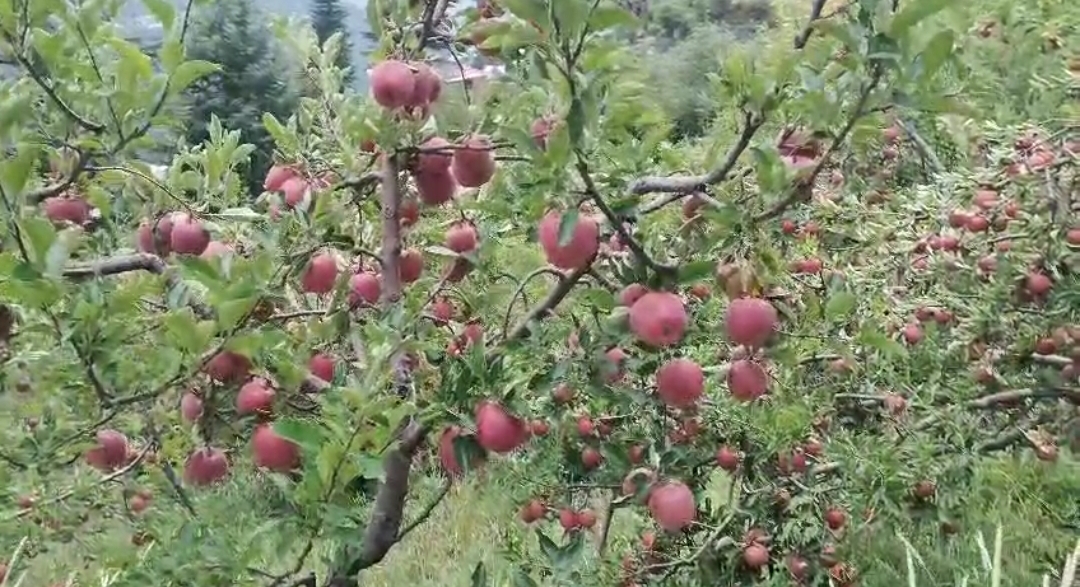 हर्षिल के सेब बागवानों में यूं पड़े सेब