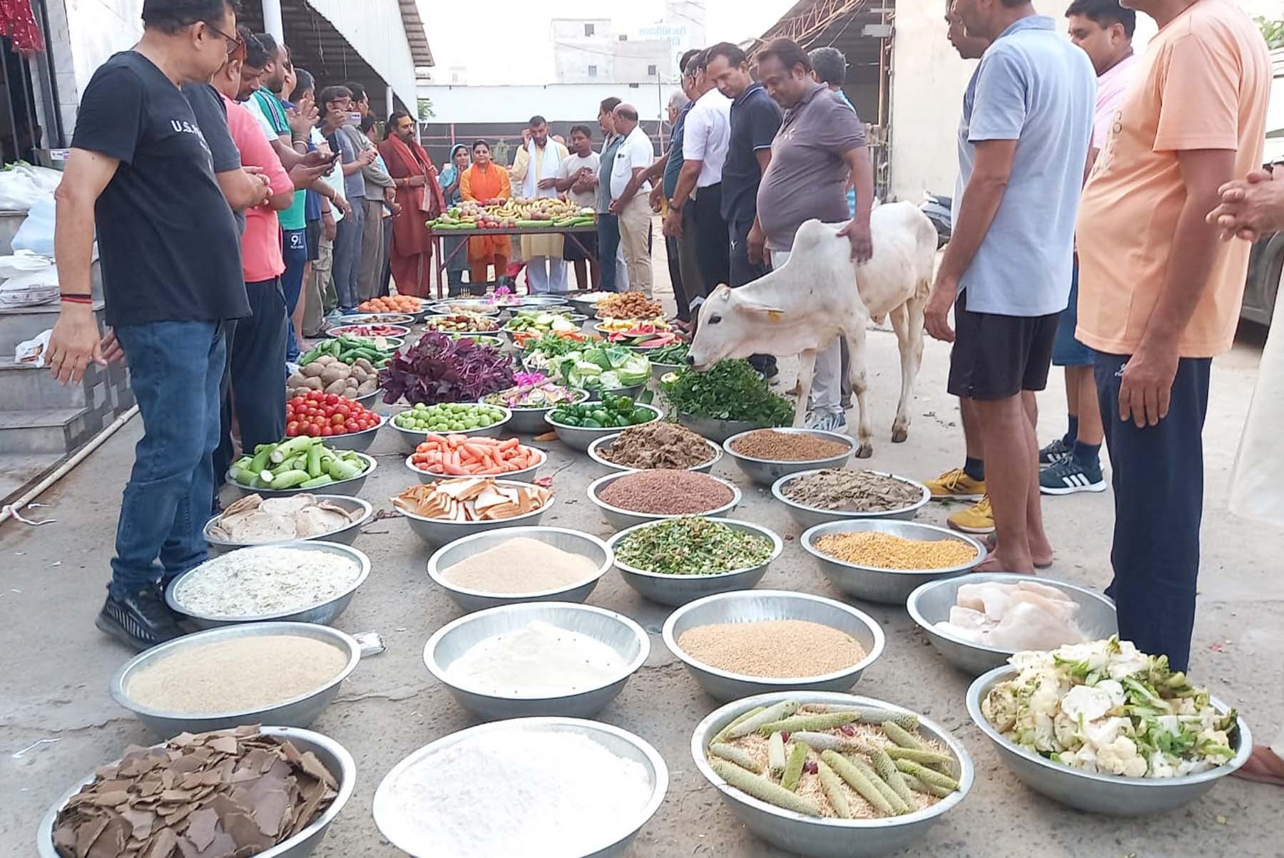 गुरुग्राम में गऊओं के संरक्षण का संदेश देने को गऊओं को परोसा गया छप्पन भाग। गुरुग्राम में गऊओं के संरक्षण का संदेश देने को गऊओं को परोसा गया छप्पन भाग।