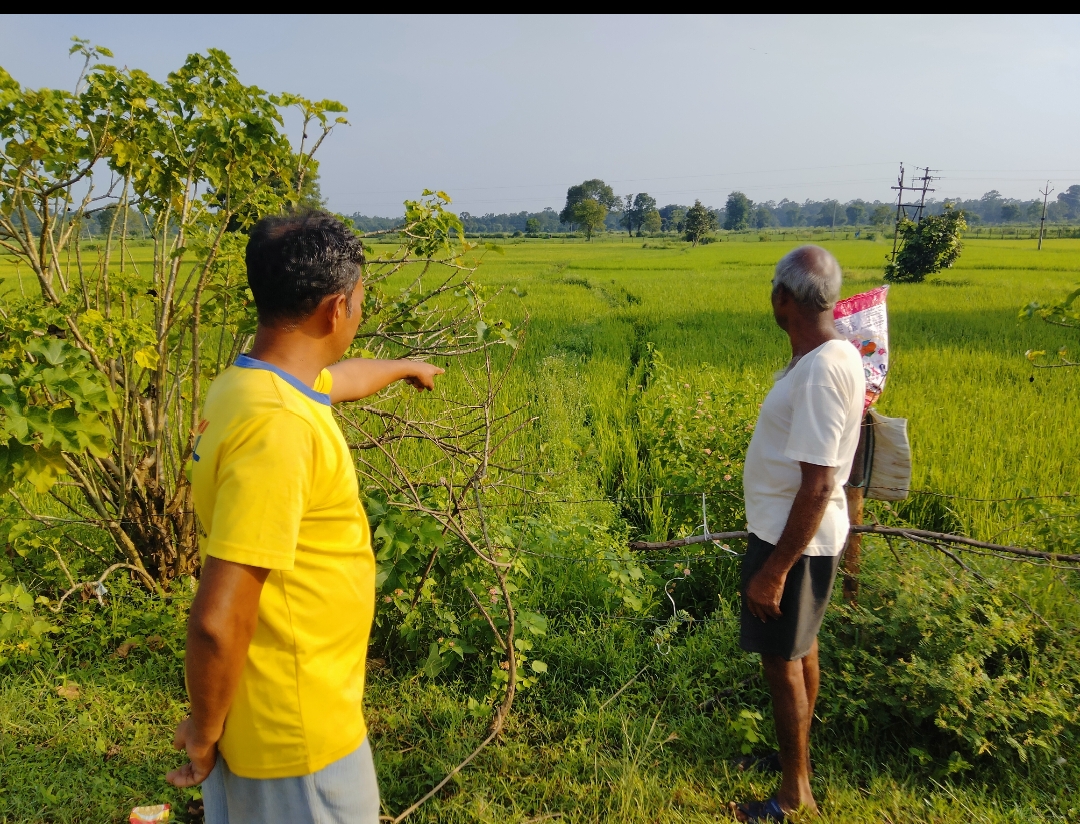 धान की फसल से गुजरे हुए मार्ग को दिखाते हुए ग्रामीण।