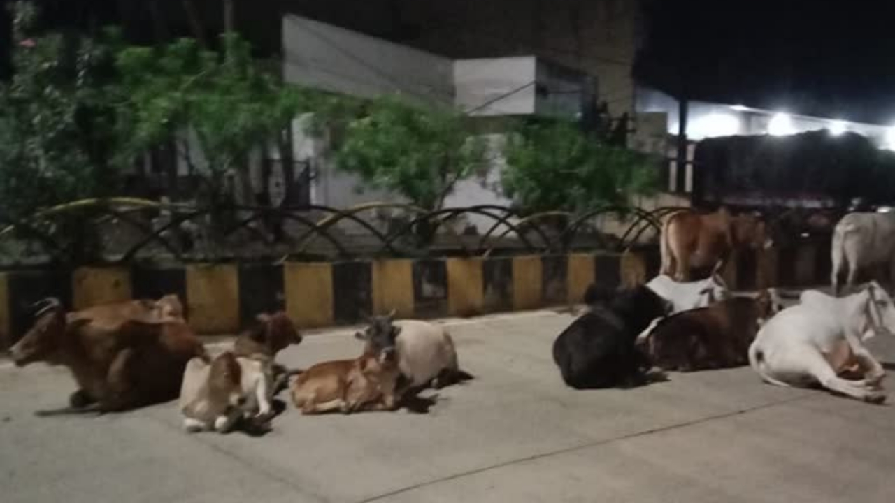 अंबिकापुर शहर की सड़कों पर आवारा पशु अंबिकापुर शहर की सड़कों पर आवारा पशु