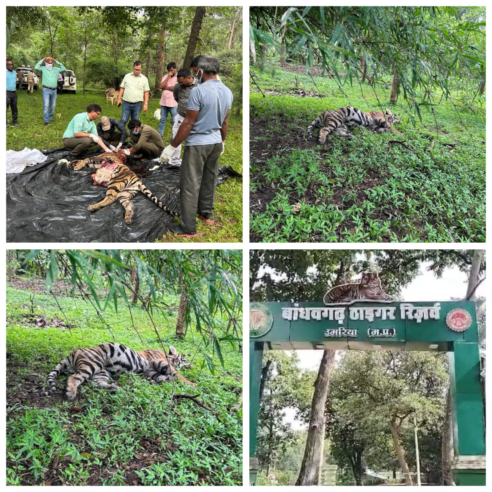 बांधवगढ़ टाइगर रिजर्व में मादा बाघ शावक की संदिग्ध परिस्थितियों में मौत बांधवगढ़ टाइगर रिजर्व में मादा बाघ शावक की संदिग्ध परिस्थितियों में मौत