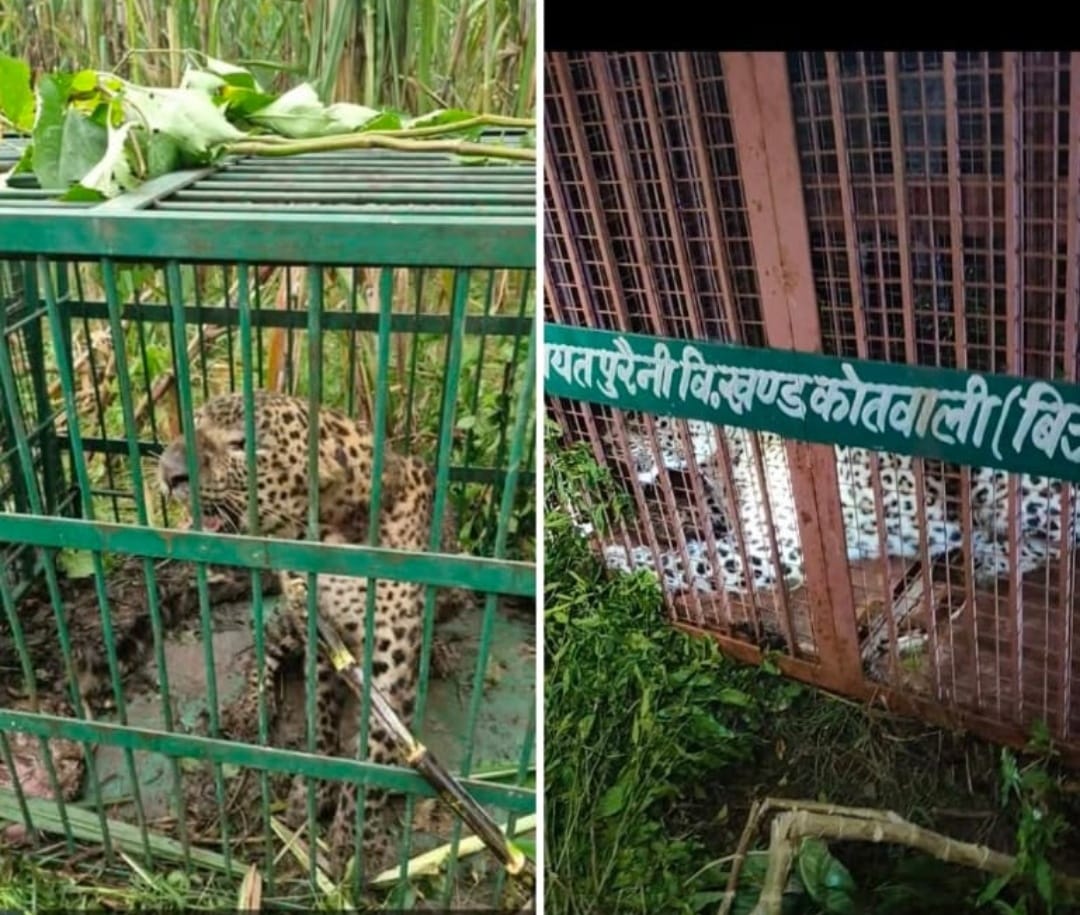 पिंजरे में कैद गुलदार