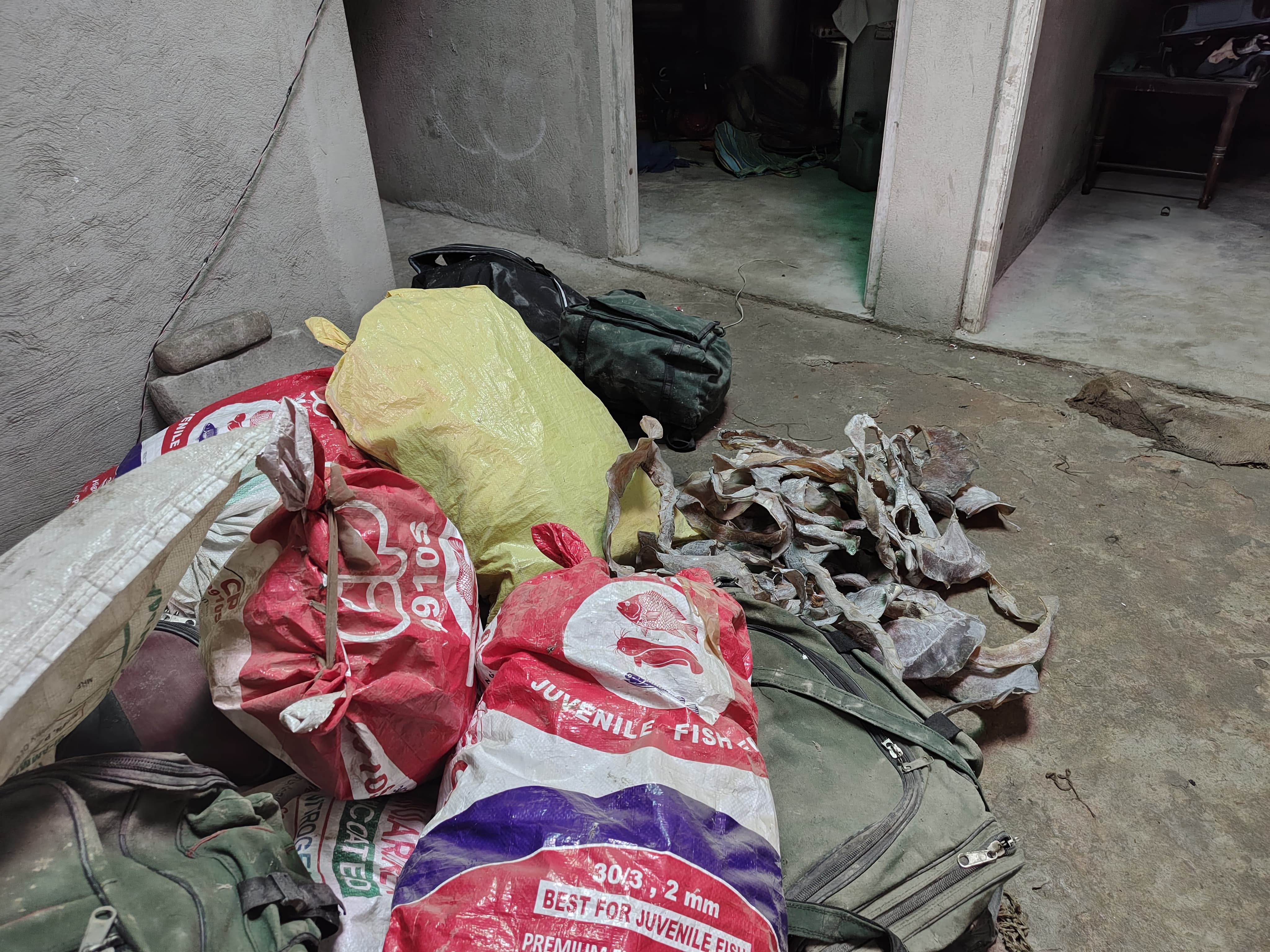 घर में रखे गए कछुआ का कंकाल घर में रखे गए कछुआ का कंकाल