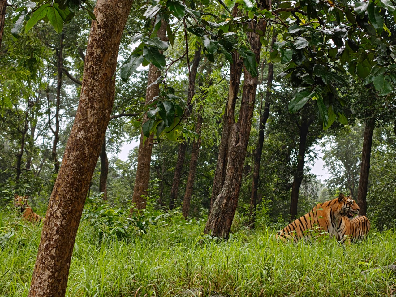 10 tigers will be translocated from Madhya Pradesh, Odisha, Rajasthan and Chhattisgarh will get the gift of tigers.