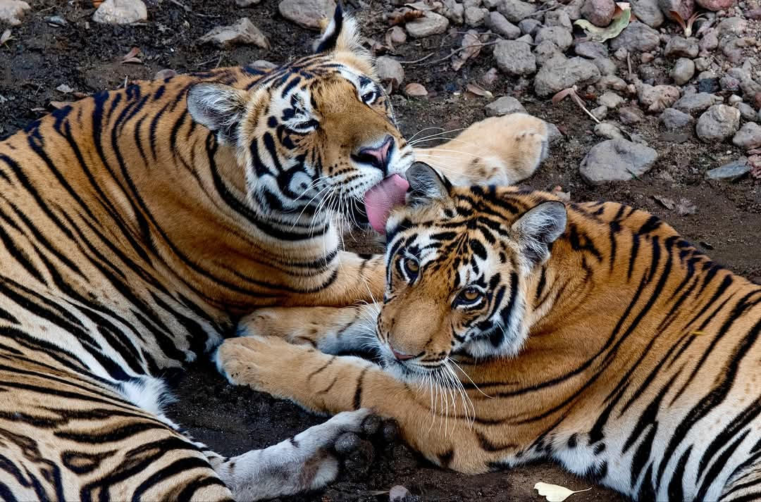 MP: Kanha Tiger Reserve shares a sibling bond