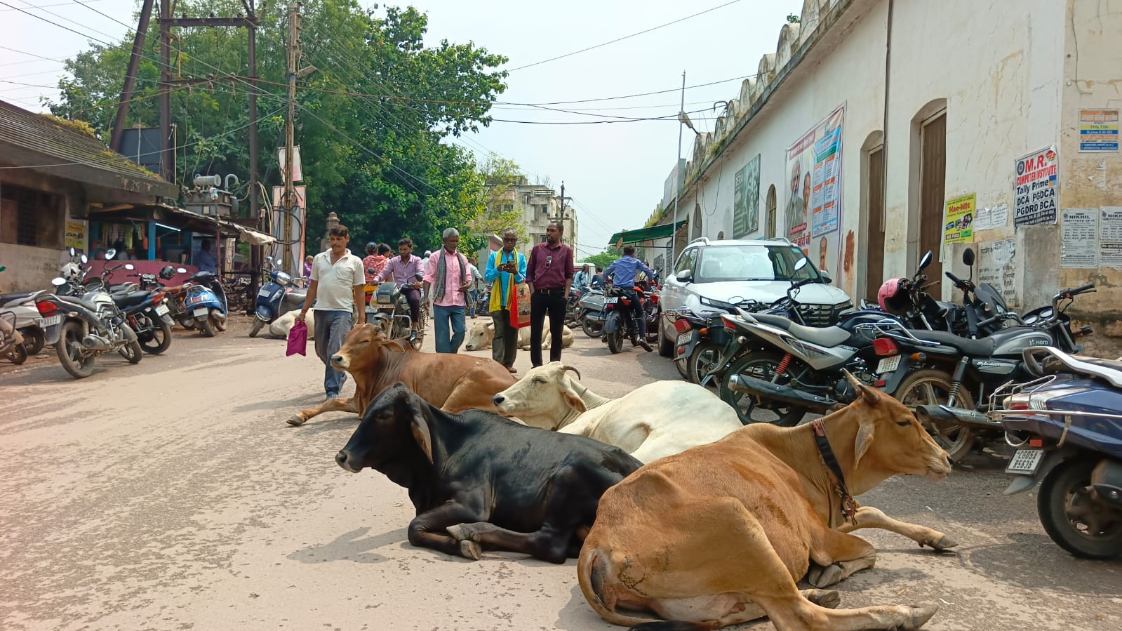 तहसील कार्यालय के सामने सड़क में बैठे हुए मवेशी।