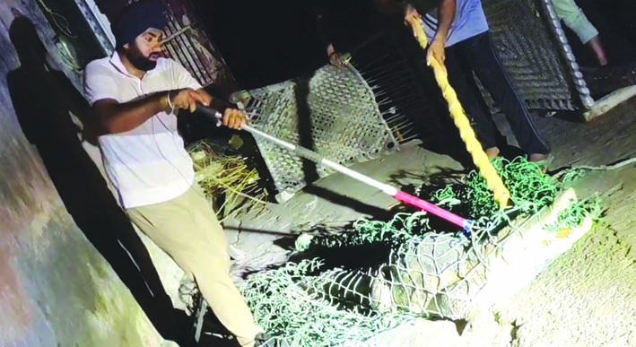 मगरमच्छ का रेस्क्यू करते हुए वन कर्मी