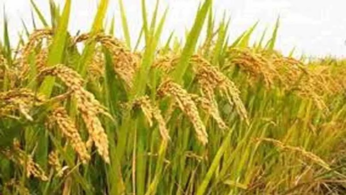 रबी फसल सीजन हेतु जयपुर जिले में खाद एवं उर्वरकों की पर्याप्त उपलब्धता सुनिश्चित