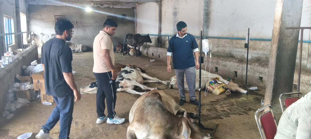 हरियाणा के भिवानी में पूरियां खाने से मारी गई गायों की जांच करते चिकित्सक