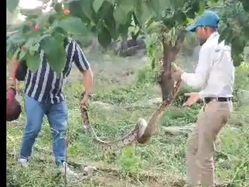 फरीदाबाद में मिले अजगर को पकड़ते हुए रेस्क्यू टीम के सदस्य।