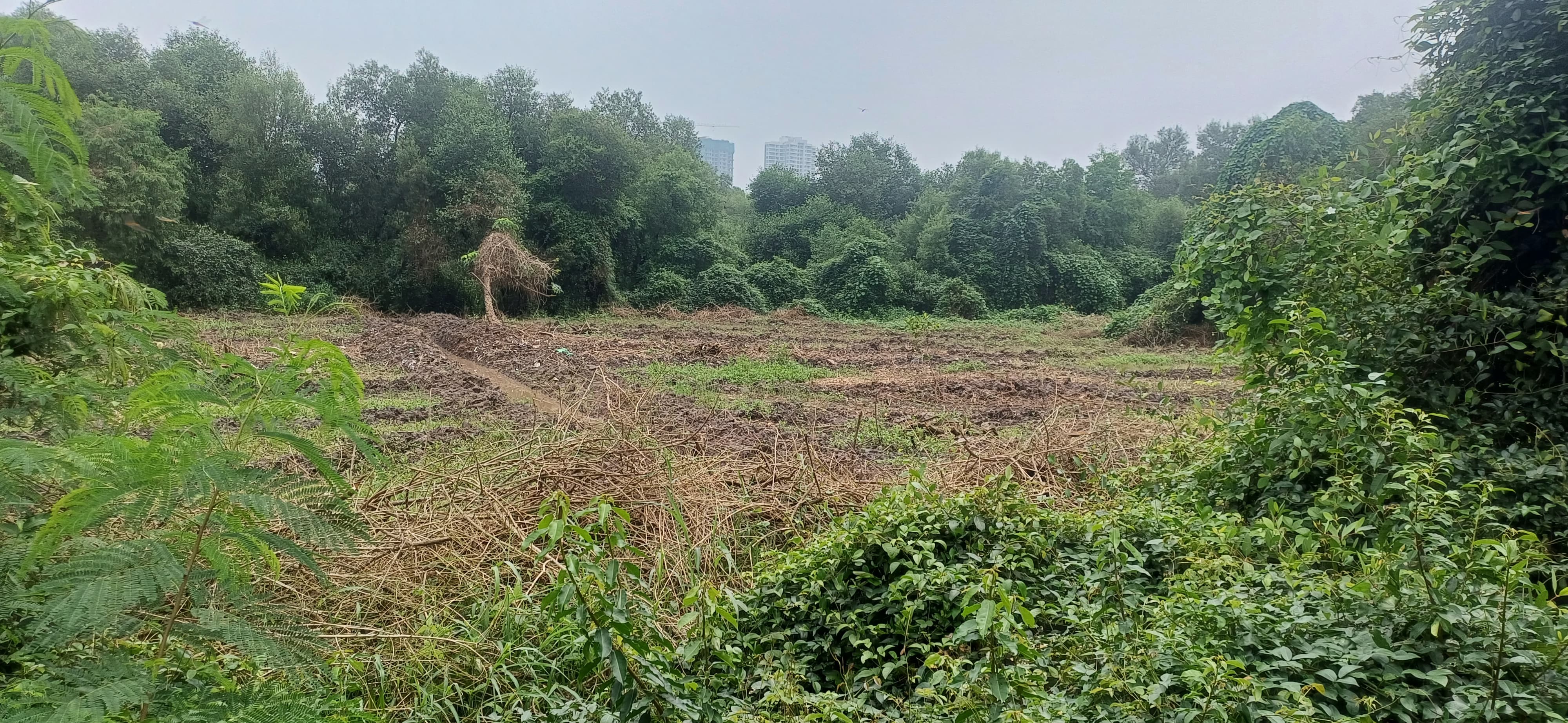 Thane East plant 8000 mangrove gulf coast