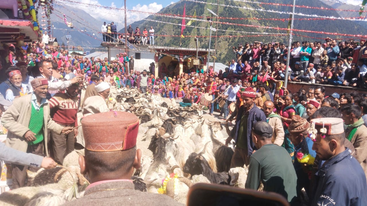 फाेटाे-27 एनटीएच 23-इस तरह से आयाेजित हुआ भेड़ काैथिग फाेटाे-27 एनटीएच 23-इस तरह से आयाेजित हुआ भेड़ काैथिग