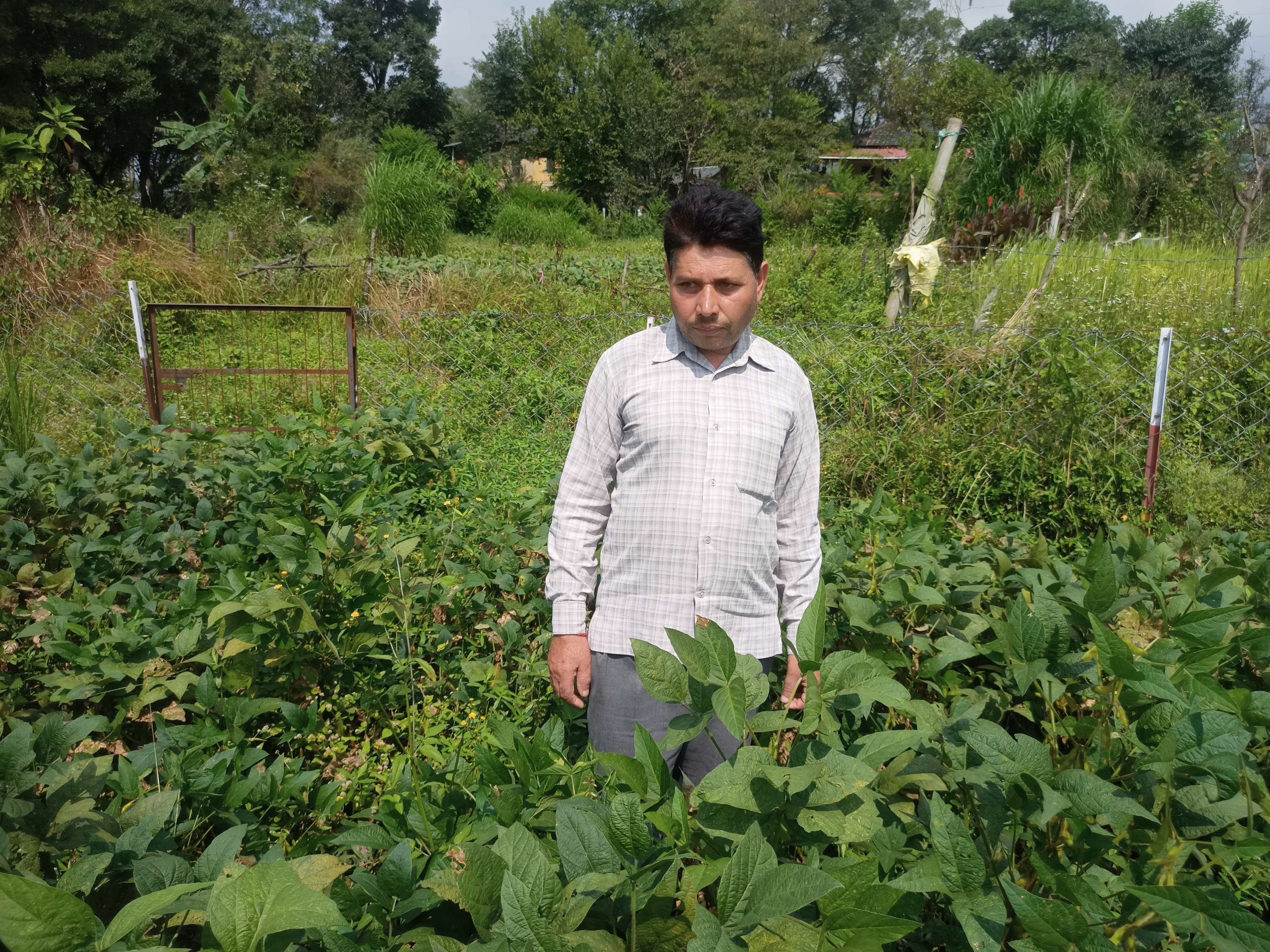 अपने खेतों में रोशन लाल। अपने खेतों में रोशन लाल।