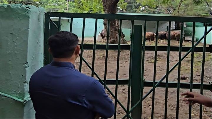 इंदौर जू को मिले आठ नए एग्ज़ॉटिक एनिमल इंदौर जू को मिले आठ नए एग्ज़ॉटिक एनिमल