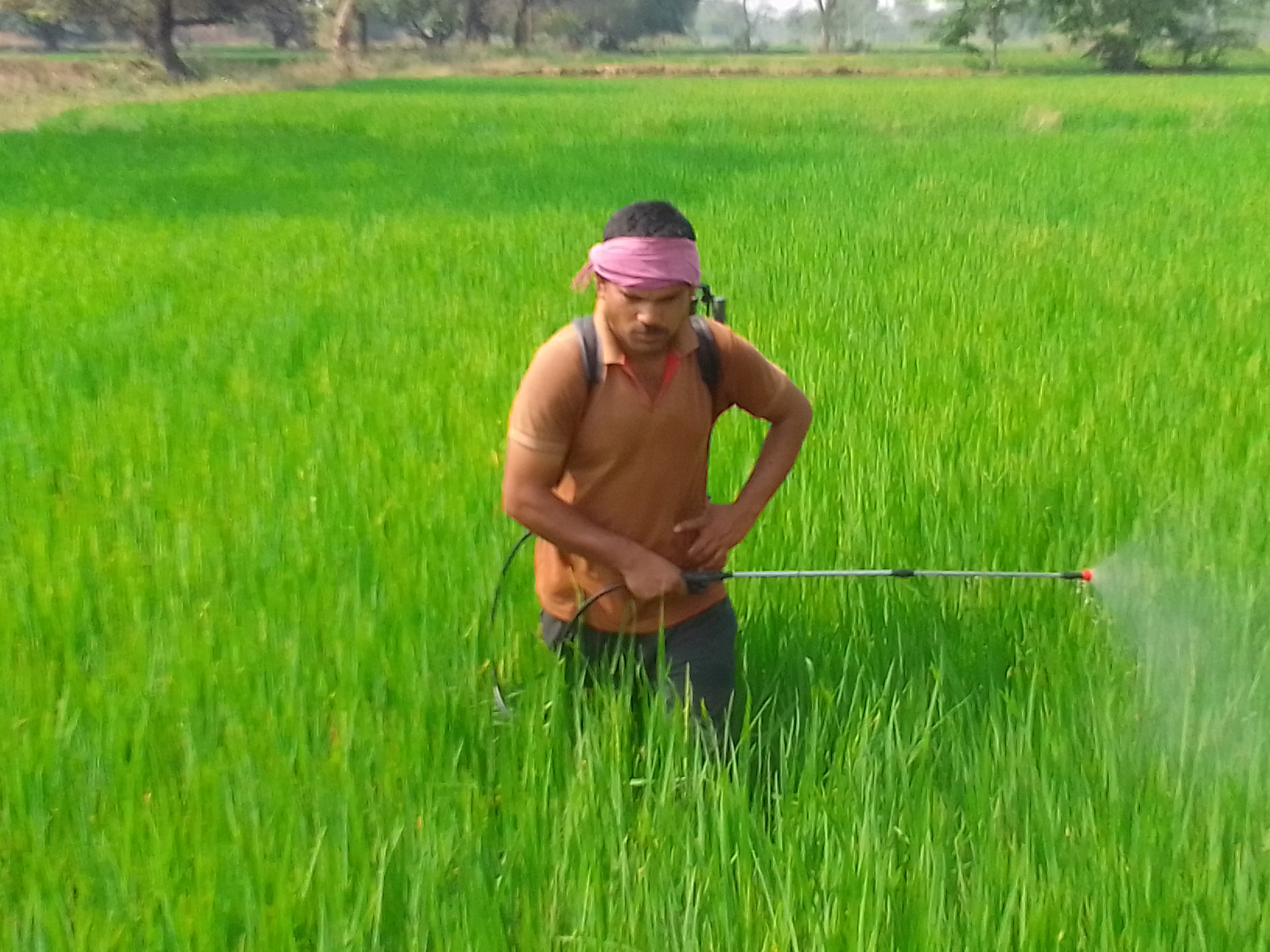 खेत में दवा का छिड़काव करता हुआ किसान। खेत में दवा का छिड़काव करता हुआ किसान।