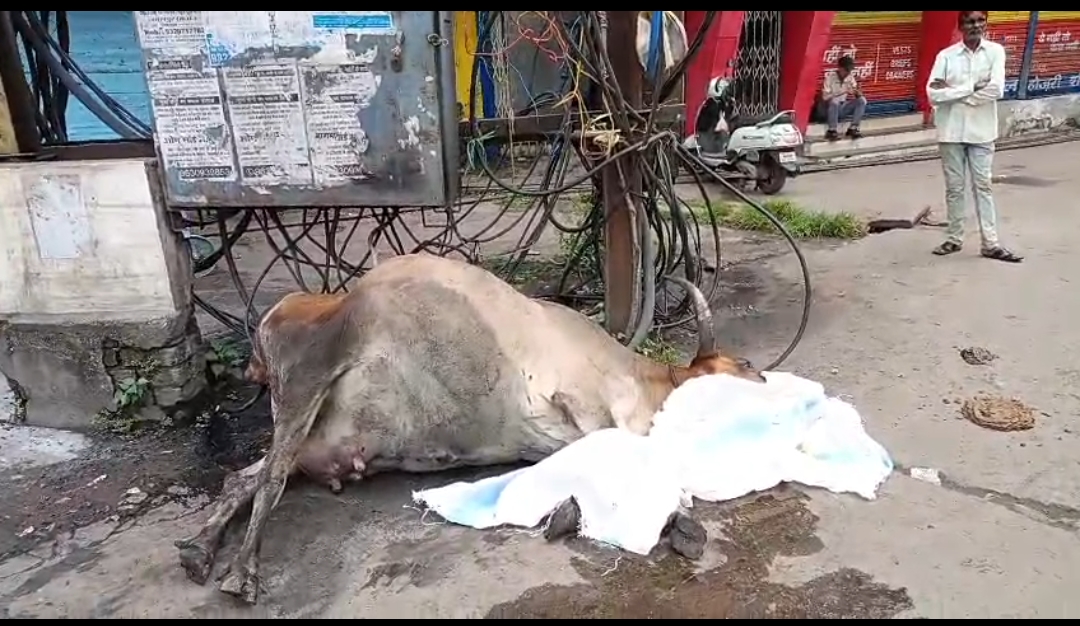 प्रसव के दौरान ट्रांसफार्मर के संपर्क में आने से गर्भवती गाय की मौत प्रसव के दौरान ट्रांसफार्मर के संपर्क में आने से गर्भवती गाय की मौत