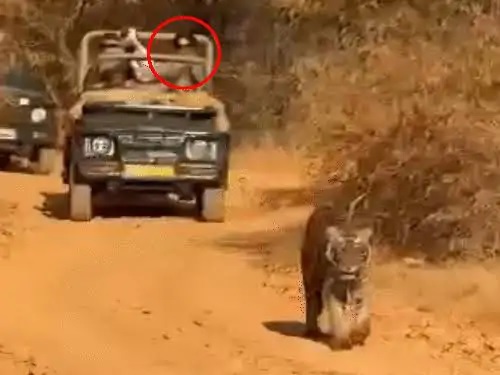 फाइल