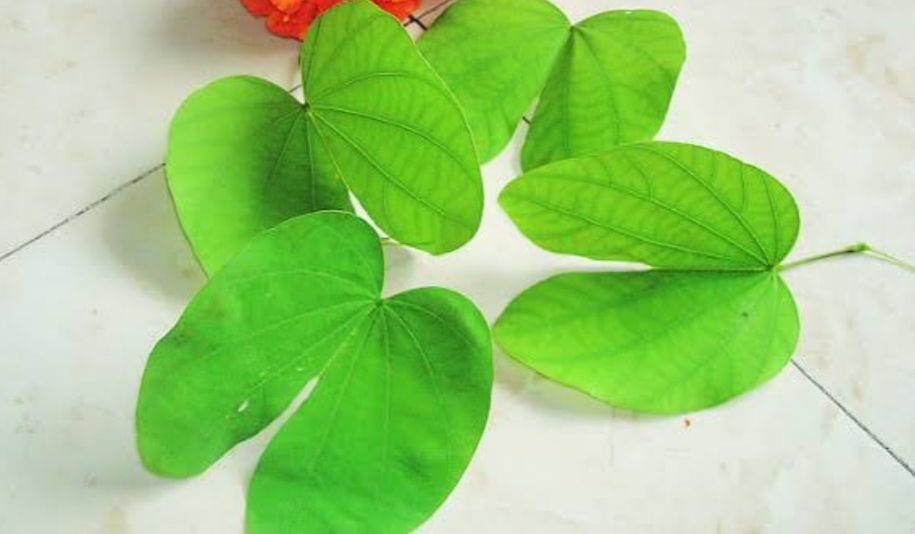 Dussehra symbol gold Leaf also cheated Dussehra symbol gold Leaf also cheated