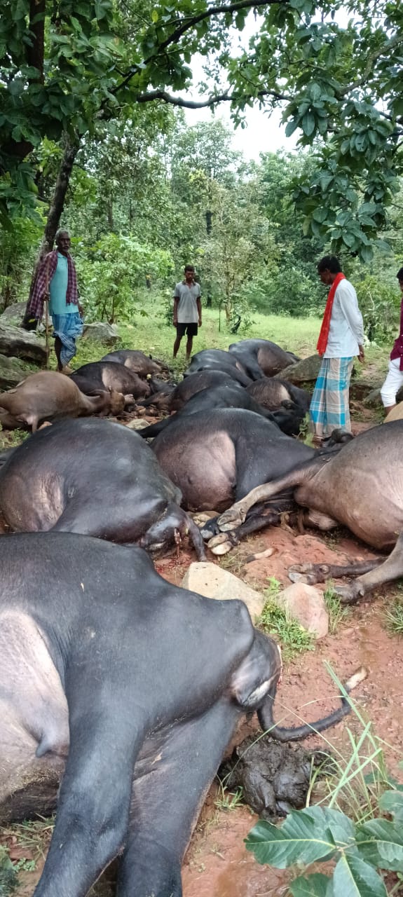 वर्जपात से मृत भैस