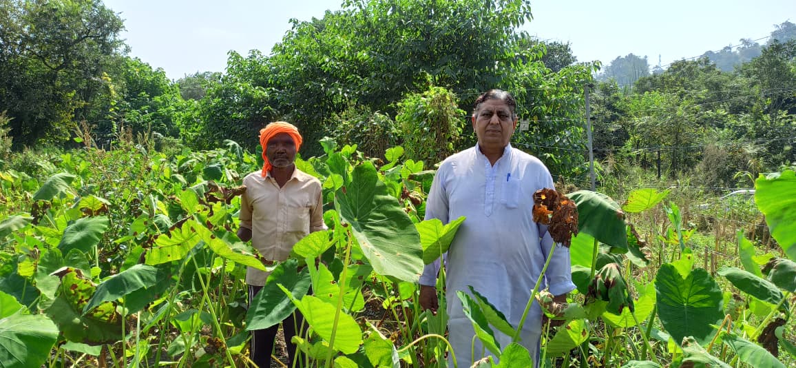 हर सीजन में लाखों की सब्जी बेच रहे हैं लाहलड़ी के कमलेश कुमार पटियाल हर सीजन में लाखों की सब्जी बेच रहे हैं लाहलड़ी के कमलेश कुमार पटियाल