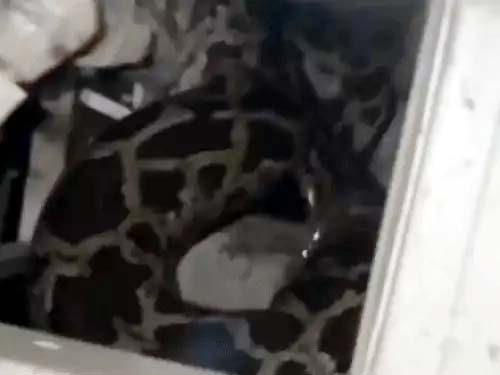 पल्ला इलाके में मिला अजगर।
