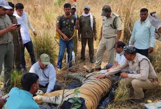 कान्हा टाइगर रिजर्व में बाघ की मौत के बाद जांच करते वन अधिकारियों की टीम