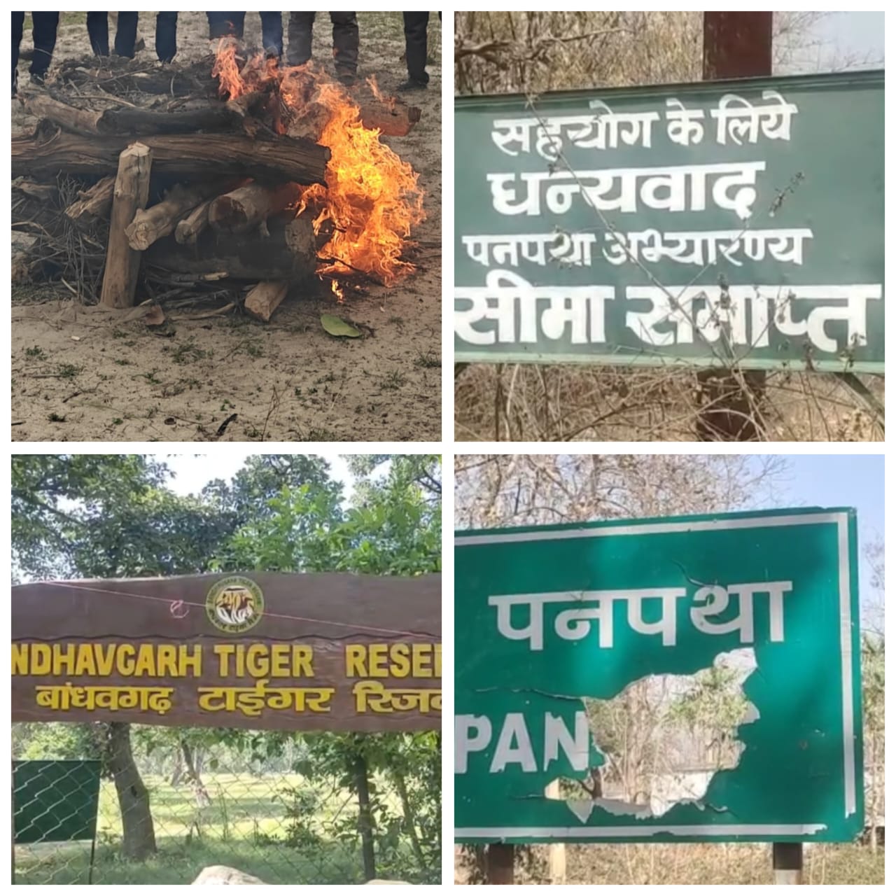बांधवगढ़ में संदिग्ध परिस्थितियों में मिला बाघ का शव