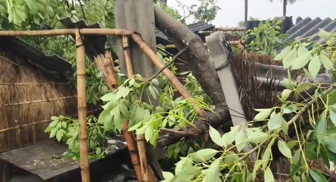 घर पर गिरा पेड़ घर पर गिरा पेड़