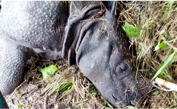 गैंडे का शव
