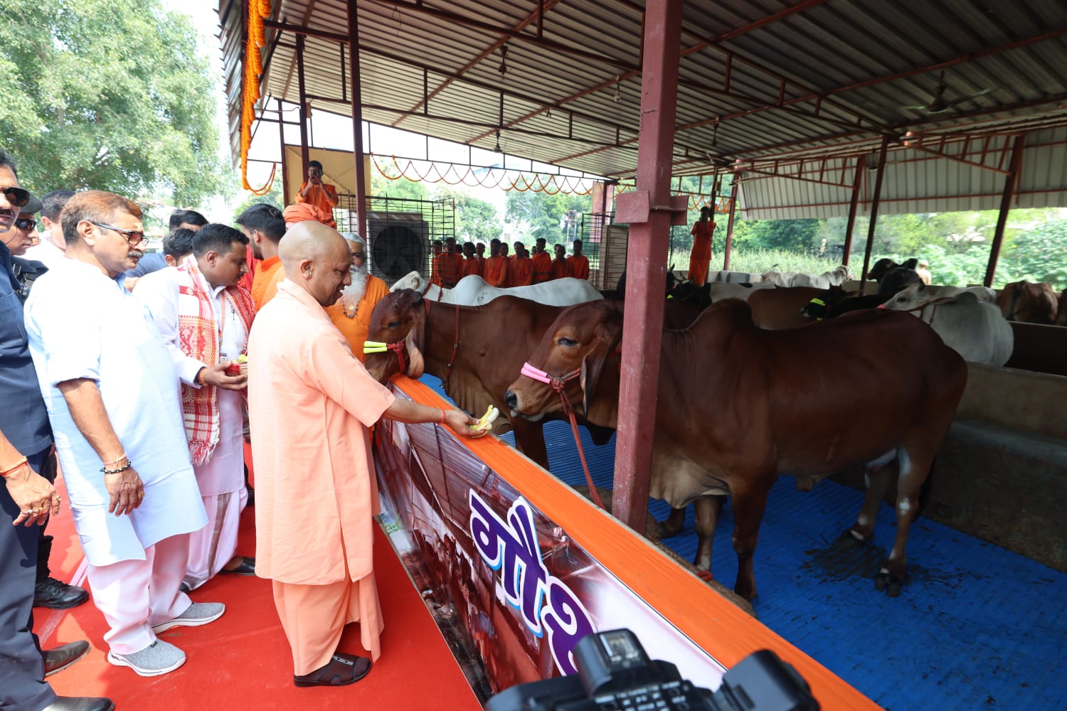 गोशाला में गायों को फल खिलाते सीएम योगी