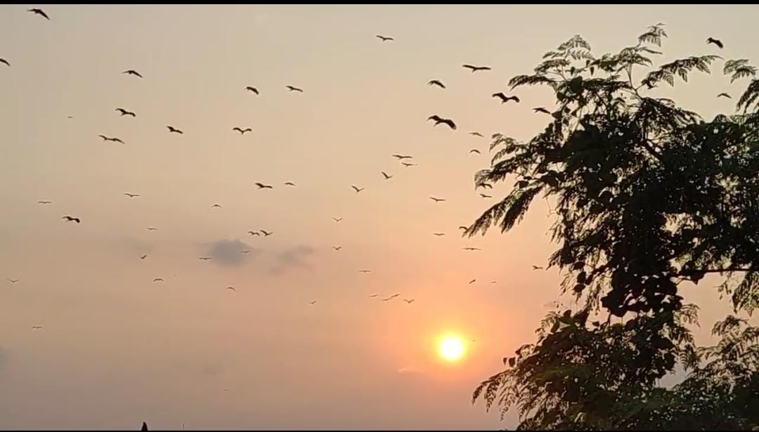 पक्षियों का झुंड पक्षियों का झुंड
