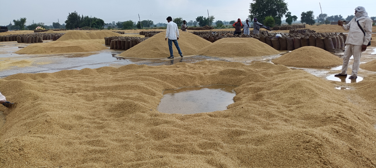 कालांवाली अनाज मंडी में खुले पड़ा धान।