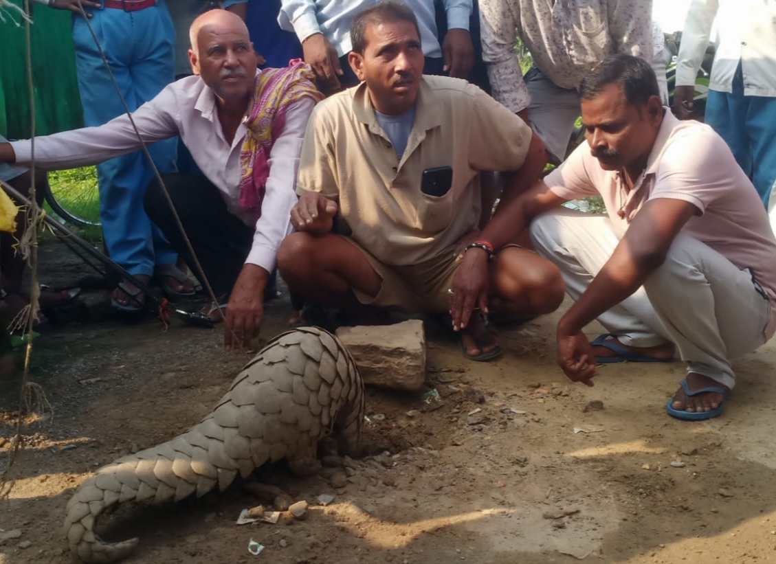 नरायनपुर के रै सर्प पकड़ने वाले पतालू पटेल दुर्लभ पैंगोलिन को पकड़ा