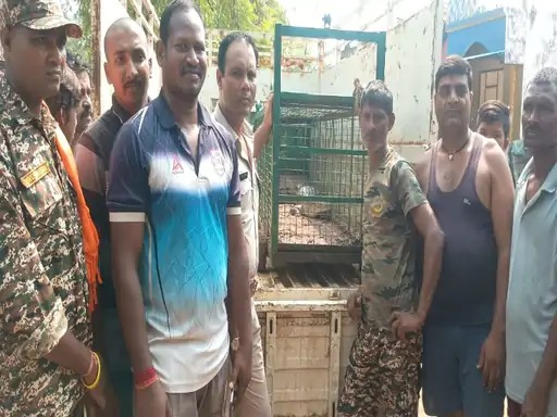 जांजगीर-चांपा : तालाब में मिला 5 फीट का मगरमच्छ:रेस्क्यू कर क्रोकोडाइल पार्क में छोड़ा, वन विभाग ने ली मछुआरों की मदद