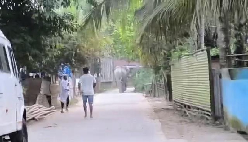 असमः मोरीगांव के एक गांव में घुसे जंगली हाथी को खदेड़ते ग्रामीण