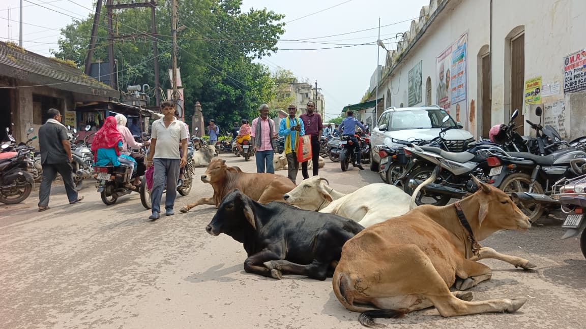 एसडीएम और तहसील कार्यालय के सामने इस तरह से बैठे रहते हैं मवेशी।
