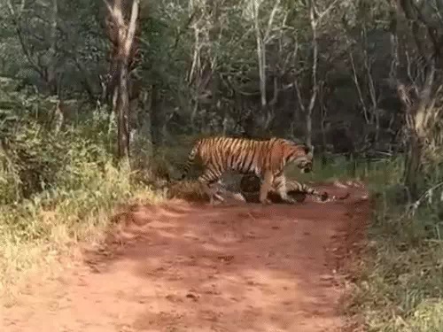 लड़ाई।