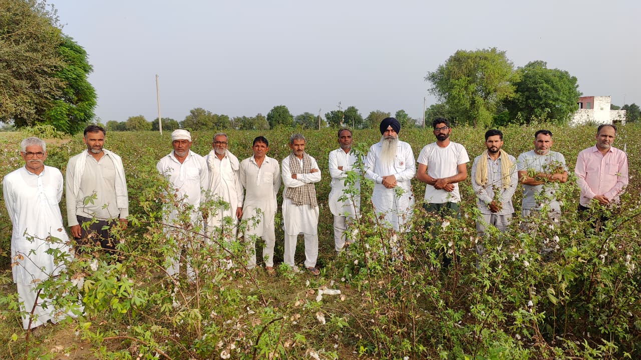 बरसात से खराब हुई नरमा फसल का निरीक्षण करते किसान नेता लखविंद्र सिंह। बरसात से खराब हुई नरमा फसल का निरीक्षण करते किसान नेता लखविंद्र सिंह।