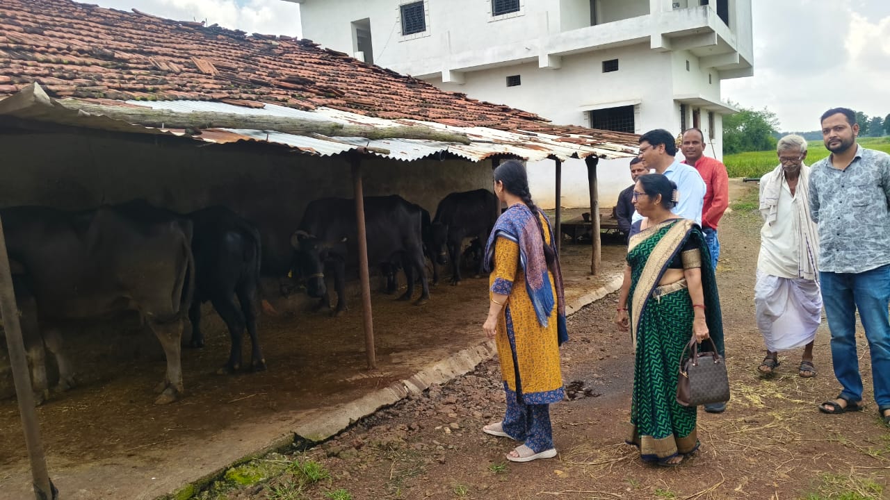 Seoni: Intensive contact with cattle farmers continues under the Milk Prosperity Contact Campaign Seoni: Intensive contact with cattle farmers continues under the Milk Prosperity Contact Campaign