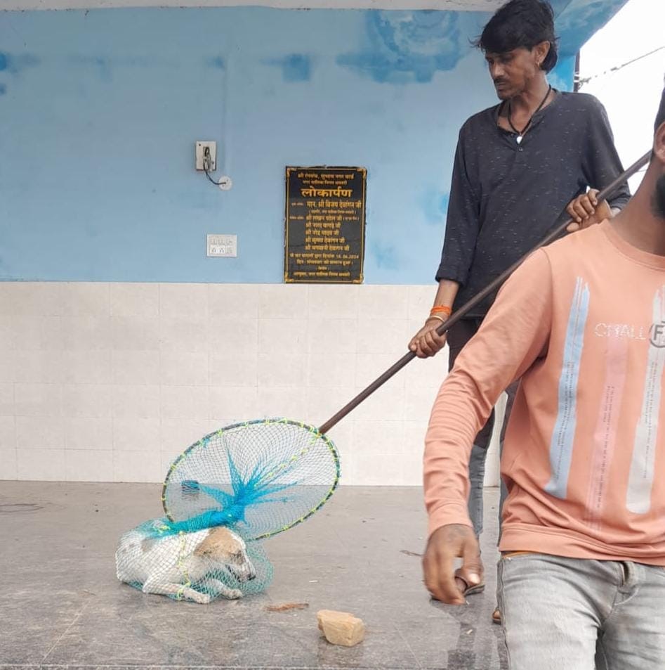 आवारा कुत्तों को पकड़कर नसबंदी की प्रकि्रया शुरू होने के बाद काम छोड़कर भाग निकले एनजीओ के कर्मचारी। आवारा कुत्तों को पकड़कर नसबंदी की प्रकि्रया शुरू होने के बाद काम छोड़कर भाग निकले एनजीओ के कर्मचारी।