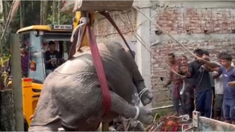गैंडे को रेस्क्यू करते वन विभाग गैंडे को रेस्क्यू करते वन विभाग